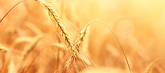 agriculture
