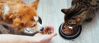 petfood