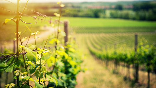 viticulture