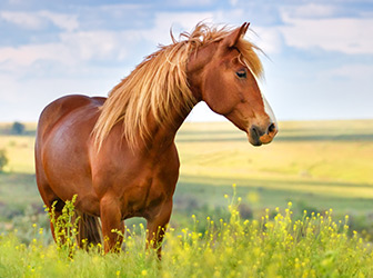 cheval