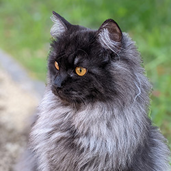 chat