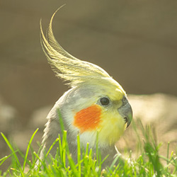 oiseau