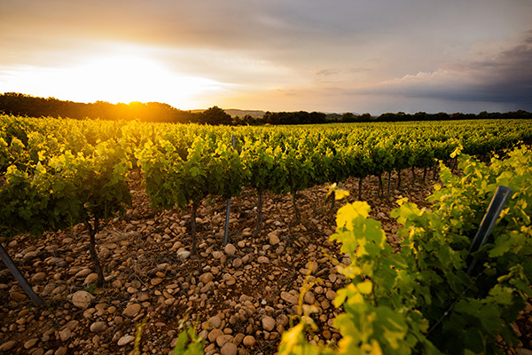 vignes
